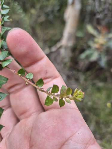 yellow prickly moses (Acacia hubbardiana)
