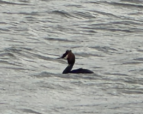 iNaturalist: (c) cgbolas, some rights reserved (CC BY-NC), uploaded by cgbolas iNaturalist image