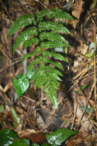 Diplazium griffithii iNat (2)