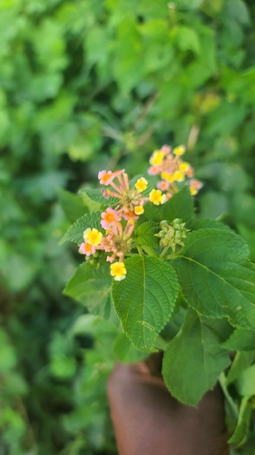 common lantana