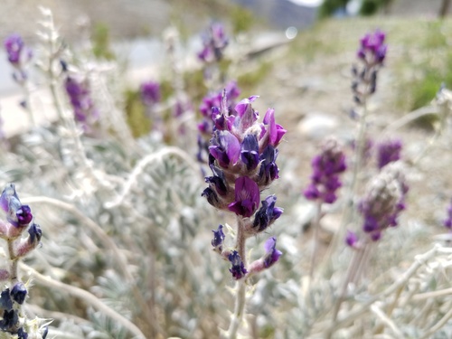Oxytropis sericopetala
