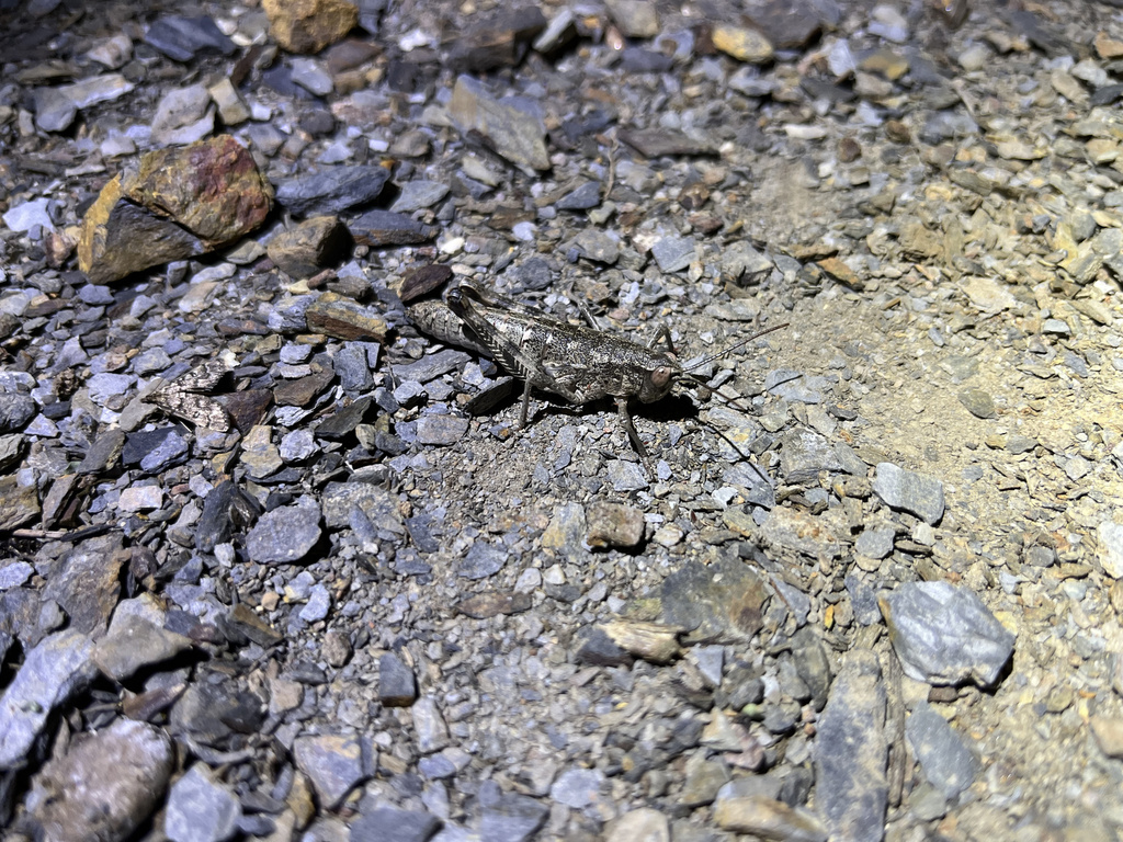 Anepipodisma