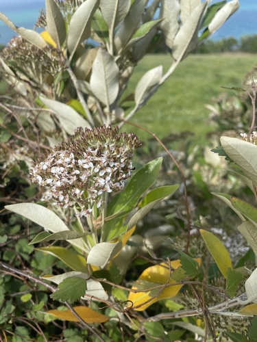 Olearia avicenniifolia observed 2026-01-29