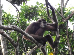 Hylobates albibarbis