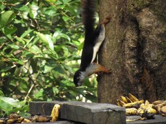 Callosciurus prevostii