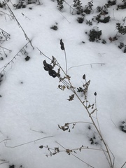 Astragalus neglectus