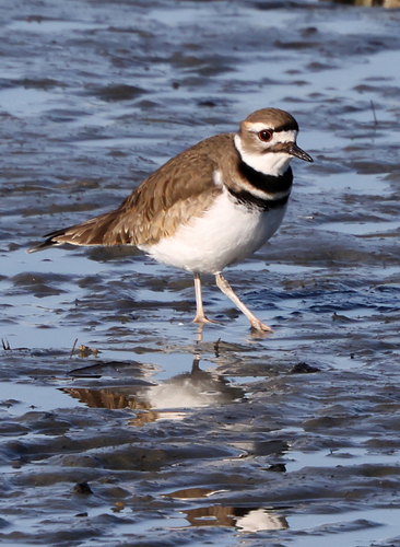 Killdeer