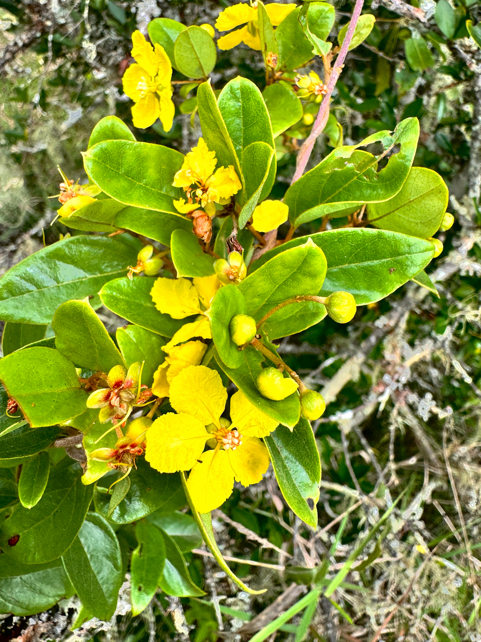 Imagem de Sphedamnocarpus pruriens