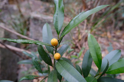 Calophyllum membranaceum observed 2026-01-28