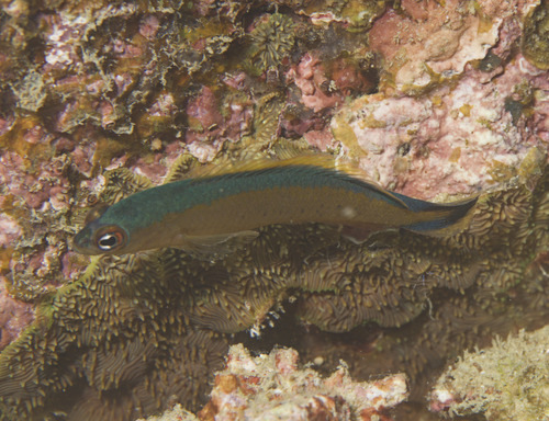 Black-banded dottyback (Pseudochromis tapeinosoma) — Pseudochromidae