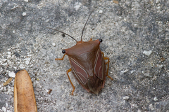Peromatus robustus