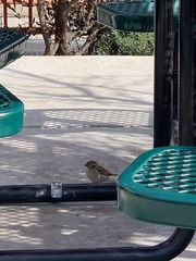 Passer domesticus