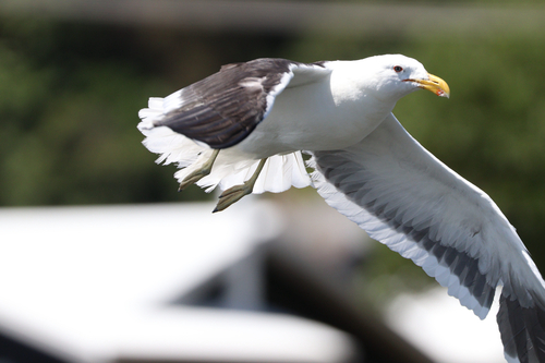 iNaturalist: (c) stephen-ao, some rights reserved (CC BY-NC) iNaturalist image