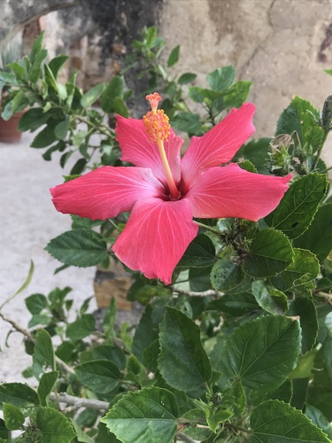 Hibiscus × rosa-sinensis