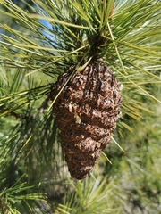 Cronartium conigenum