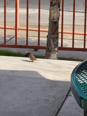 Passer domesticus