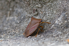 Peromatus robustus