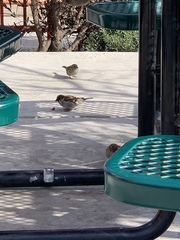 Passer domesticus