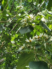 Montanoa guatemalensis