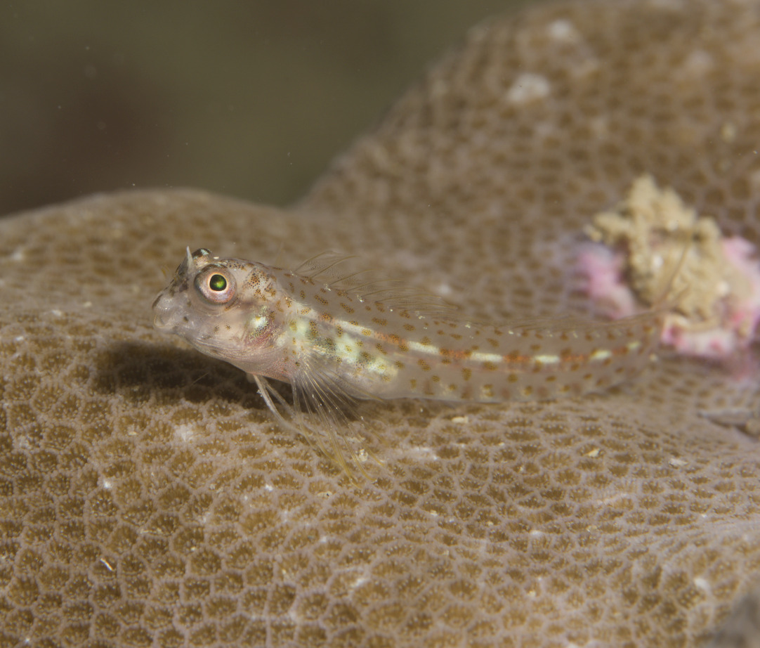 Spotty Blenny photo 6