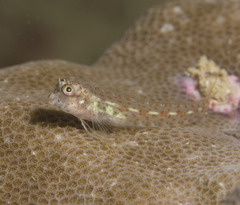 Spotty Blenny photo 2