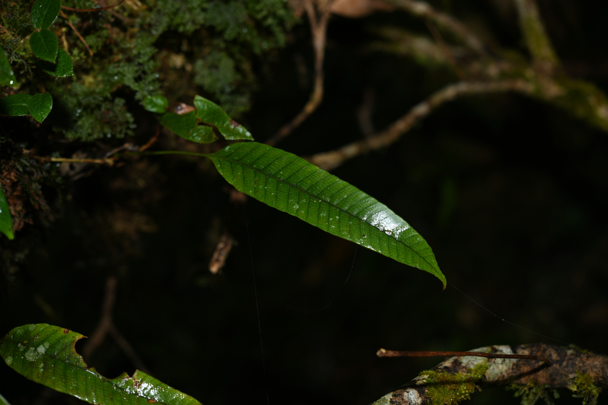 Pyrrosia lingua (Pyrrosia lingua)