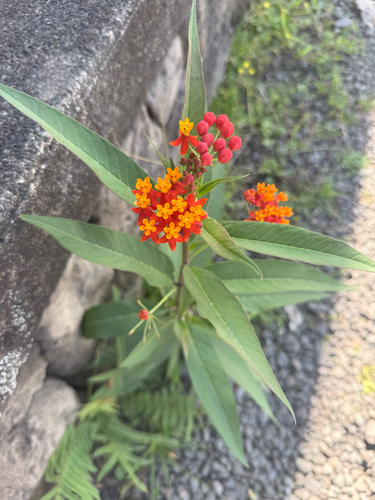 Asclepias curassavica observed 2026-01-28