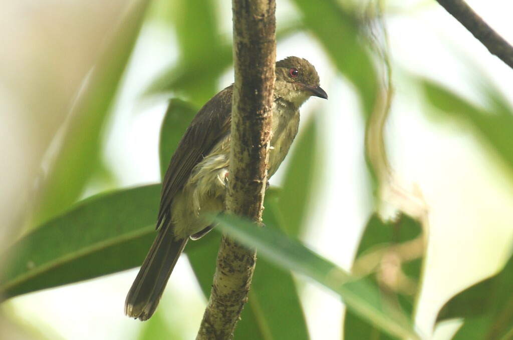 Asian Red-eyed Bulbul (Pycnonotus brunneus)