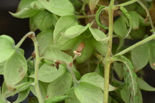 Trichodesma calycosum