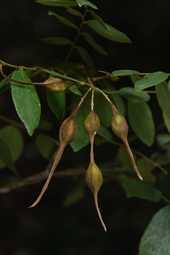 Sophora prazeri