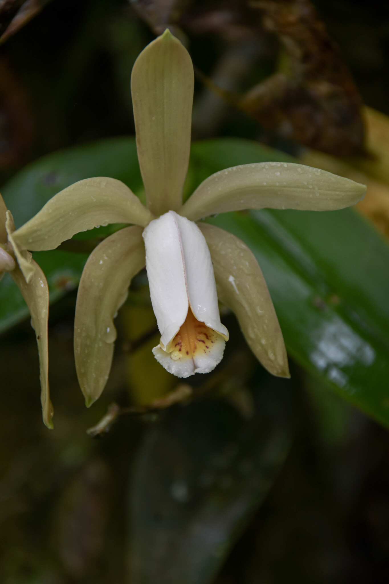 Imagem de Orquídea boca de lobo