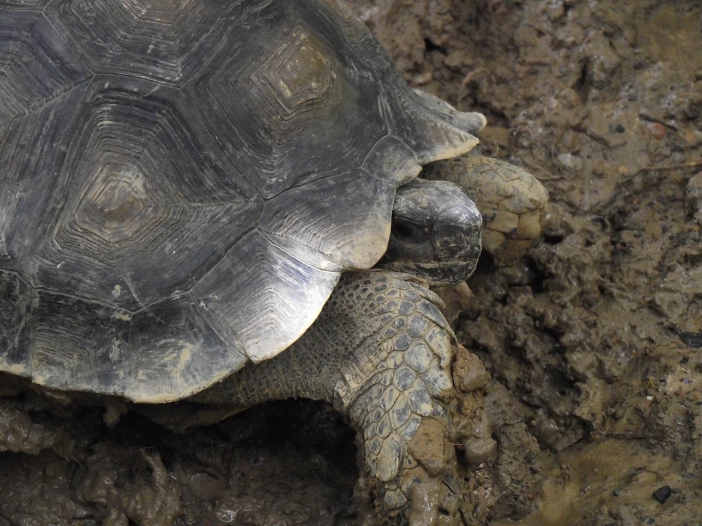 Asian Forest Tortoise In March 2012 By M. A. Naturalist. Captured 