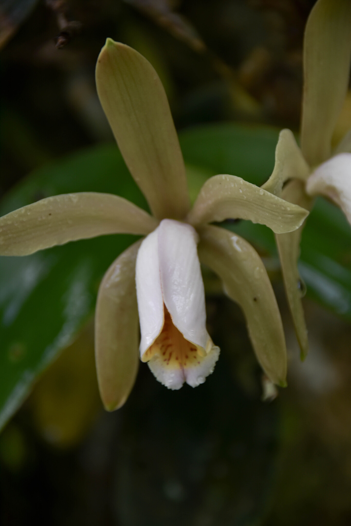 Imagem de Orquídea boca de lobo
