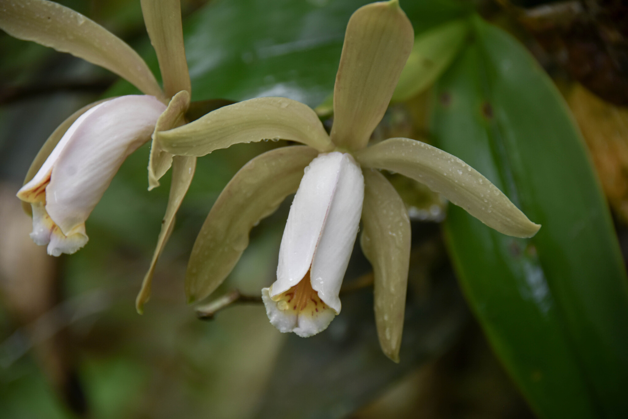 Imagem de Orquídea boca de lobo