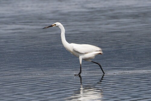 iNaturalist: (c) Jasmine Hennessey, some rights reserved (CC BY-NC), uploaded by Jasmine Hennessey iNaturalist image