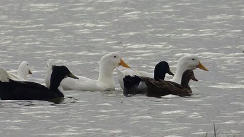 iNaturalist: (c) georgenaturephotos, some rights reserved (CC BY-NC), uploaded by georgenaturephotos iNaturalist image