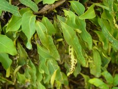 Pleopeltis polylepis