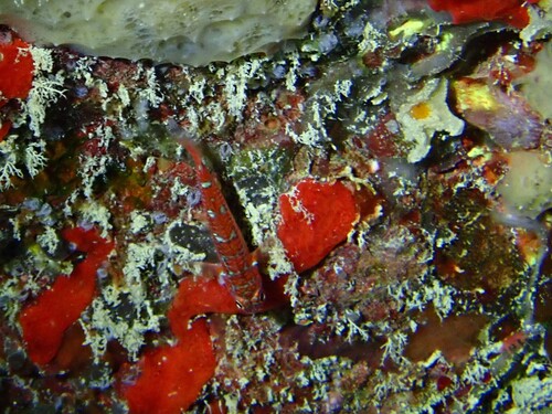 Redspotted pygmygoby (Trimma caesiura) — Gobiidae