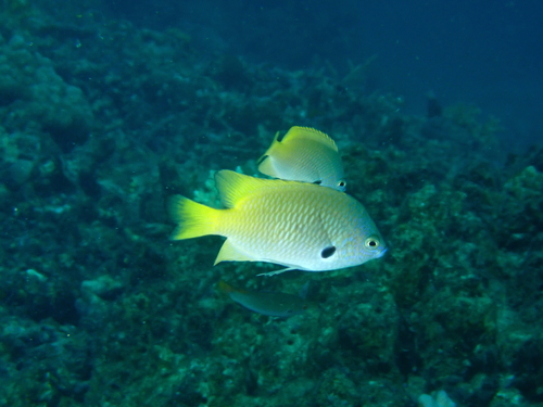 Blackmargined damsel (Pomacentrus nigromarginatus) — Pomacentridae — 2