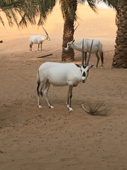 Oryx leucoryx