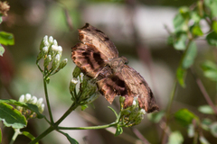 Achlyodes busirus heros