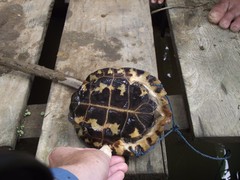 Notochelys platynota