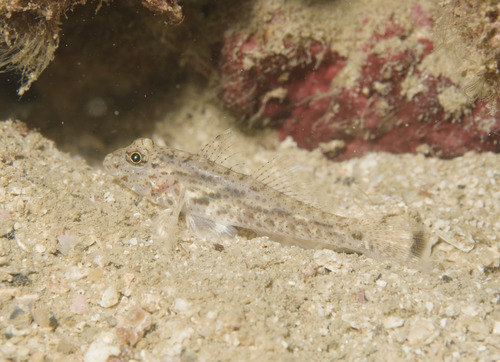 African fusegoby (Fusigobius neophytus) — Gobiidae — 2