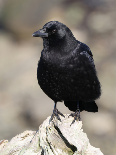 American Crow