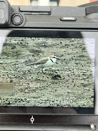 Kentish Plover