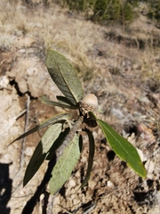 Quercus durifolia