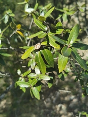 Quercus durifolia