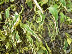 Pleopeltis polylepis