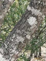 Quercus durifolia