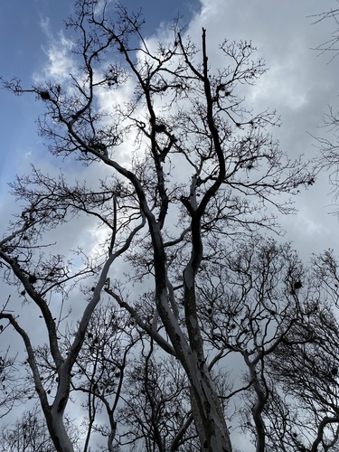 Diospyros texana